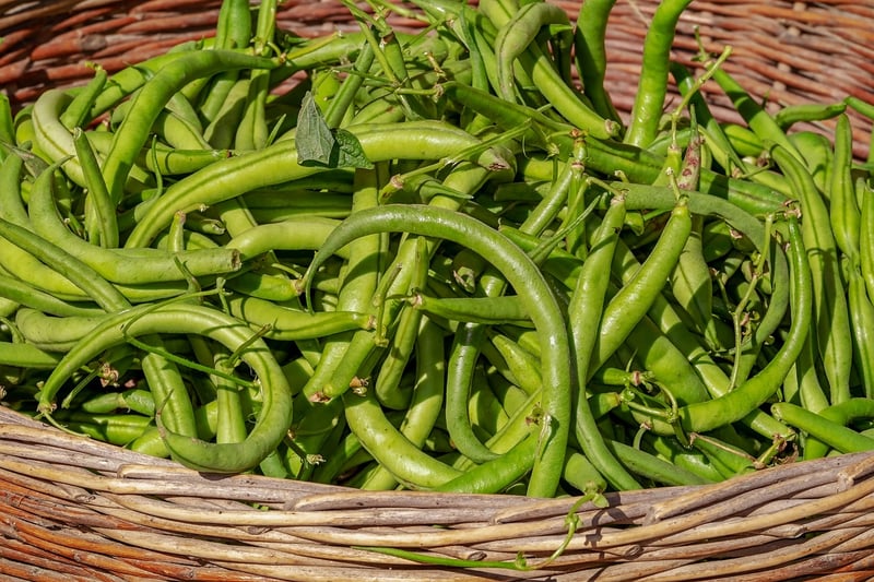 Vegetable Garden